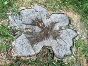 June 24, 2012 - Far side of Harlem Meer Central Park, NYC approximately 108th & Madison