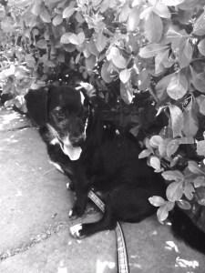 Maxwell looking handsome in the Conservatory Garden 