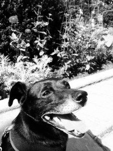 Mickey looking handsome in the Conservatory Garden 
